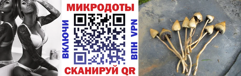 дарнет шоп  Рошаль  Галлюциногенные грибы Psilocybine cubensis 